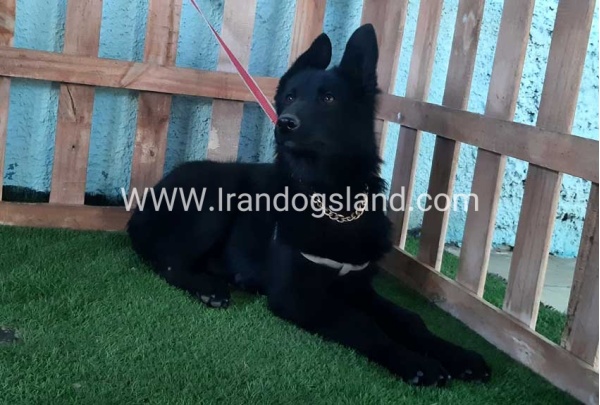 ---german-shepherd-76_1