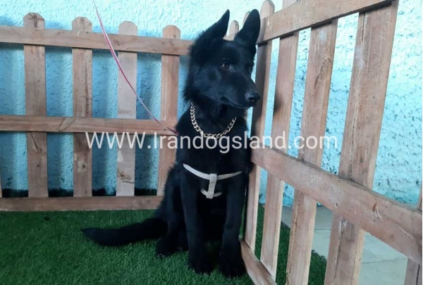 ---german-shepherd-76_2