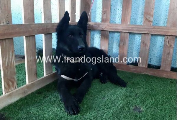---german-shepherd-76_3