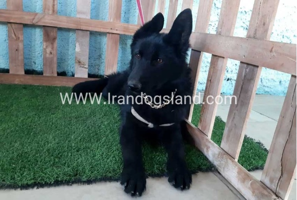 ---german-shepherd-76_4