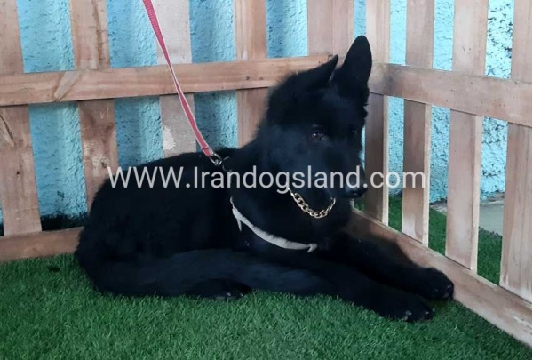 ---german-shepherd-76_5