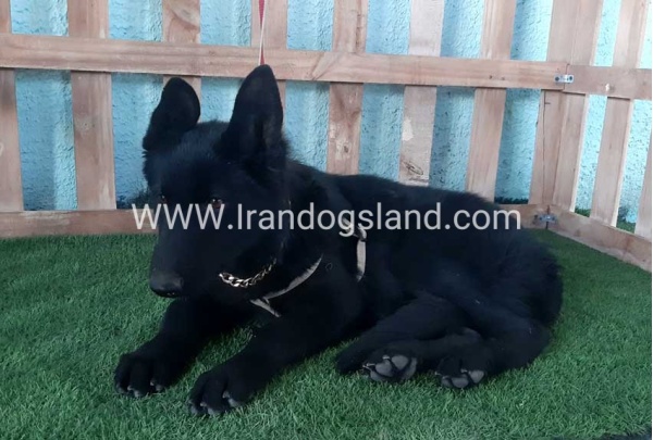 ---german-shepherd-76_6