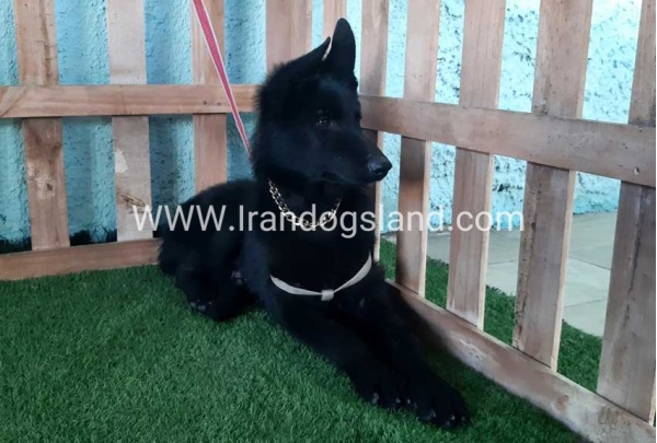 ---german-shepherd-76_7