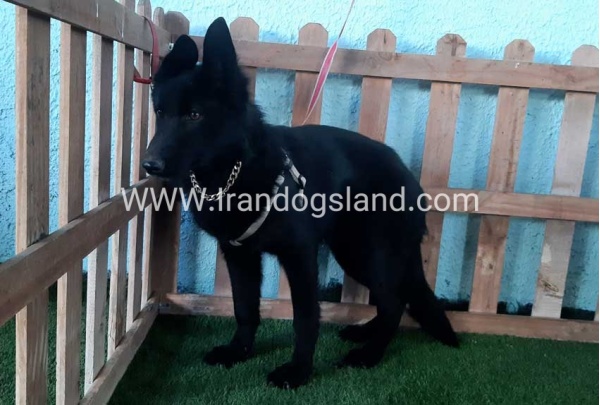 ---german-shepherd-76_8