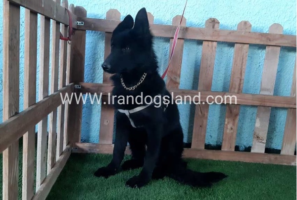 ---german-shepherd-76_9