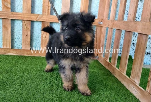 ---german-shepherd-77_1