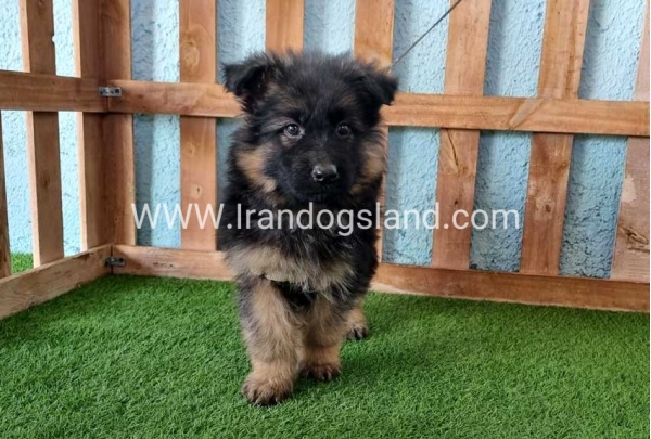 ---german-shepherd-77_10