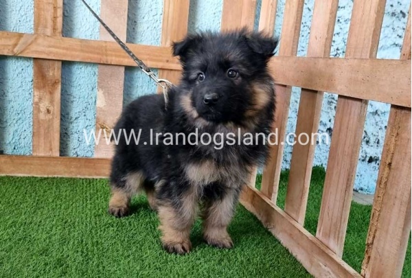---german-shepherd-77_11