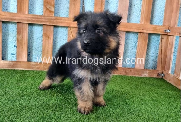 ---german-shepherd-77_2