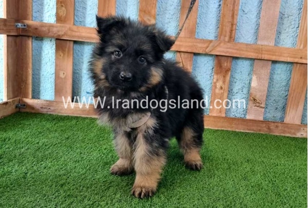 ---german-shepherd-77_3