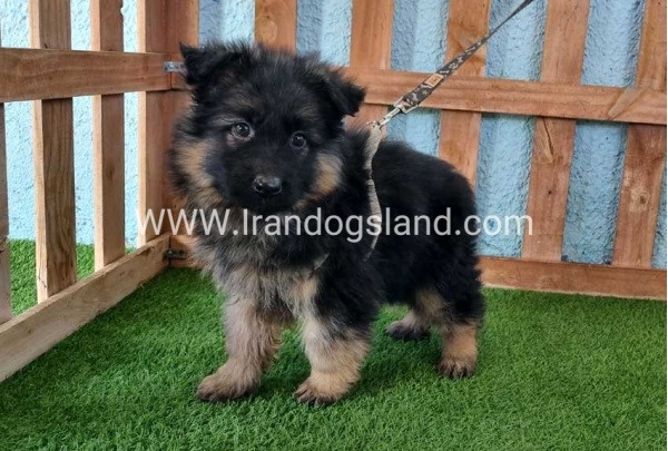 ---german-shepherd-77_4