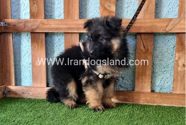 ---german-shepherd-77_9