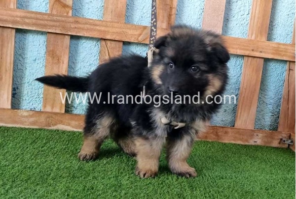 ---german-shepherd-78_1