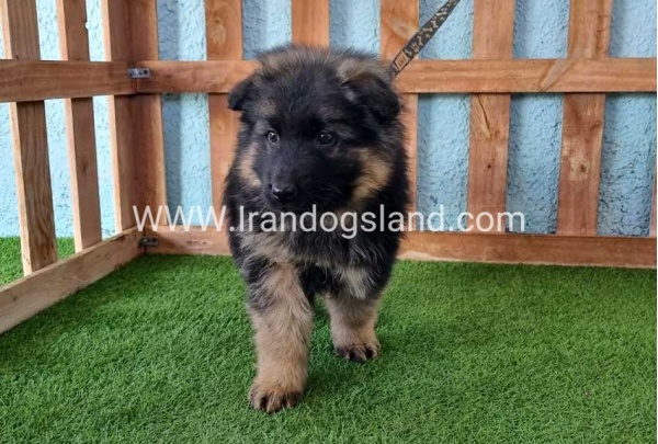---german-shepherd-78_2