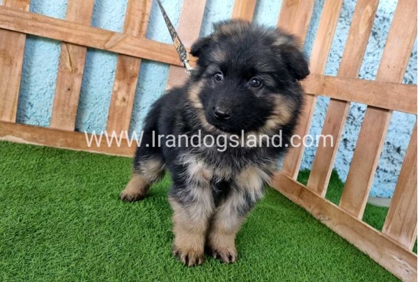 ---german-shepherd-78_3