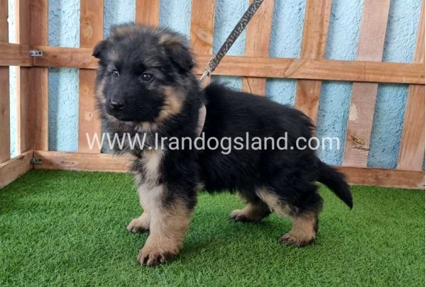 ---german-shepherd-78_4