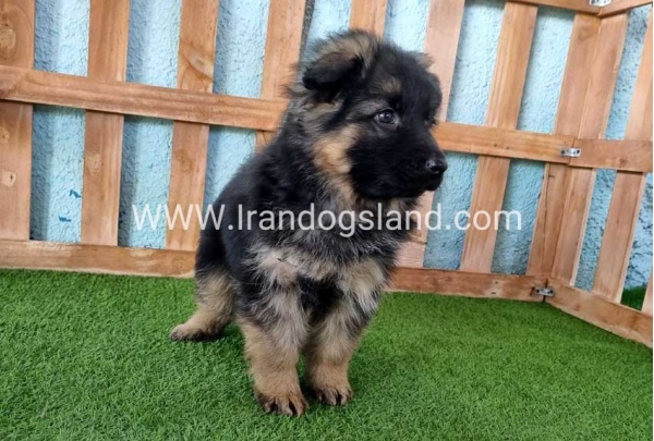 ---german-shepherd-78_5