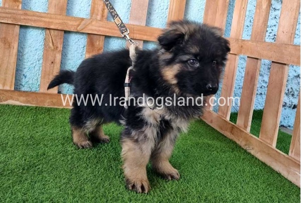 ---german-shepherd-78_6