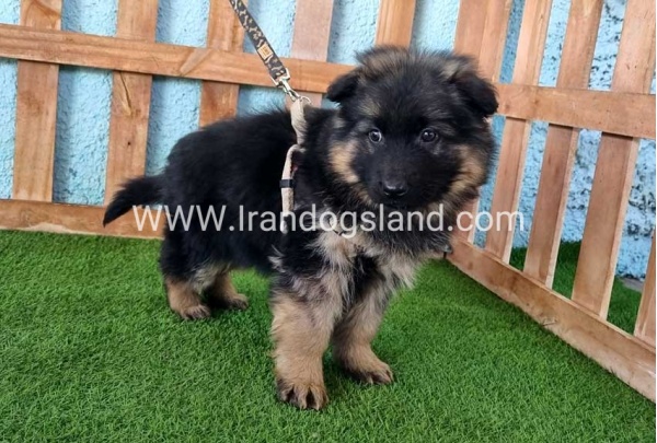 ---german-shepherd-78_7