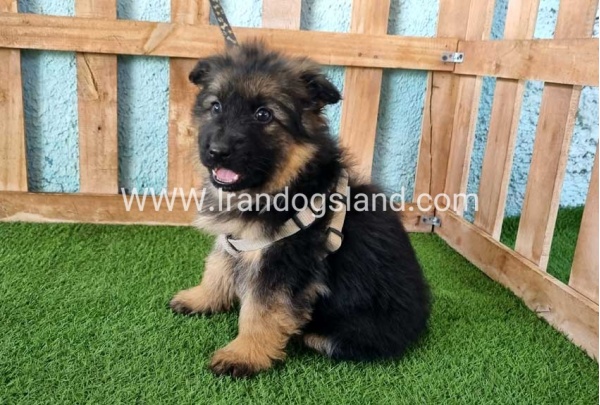 ---german-shepherd-79_1