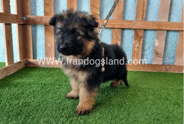 ---german-shepherd-79_2