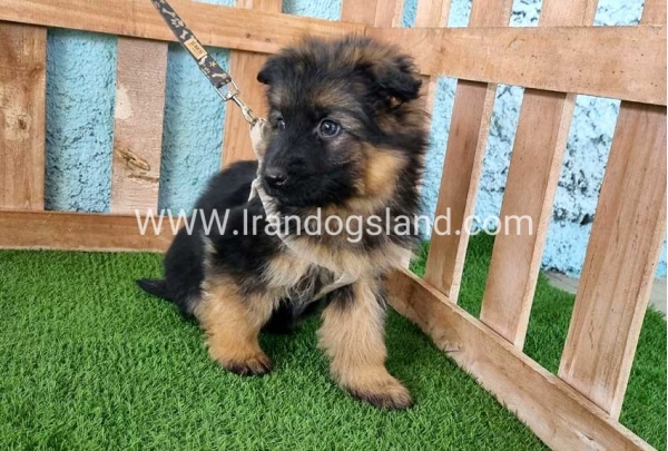 ---german-shepherd-79_4