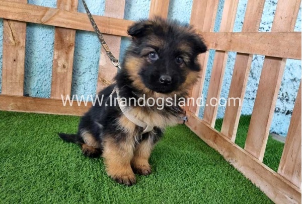 ---german-shepherd-79_6