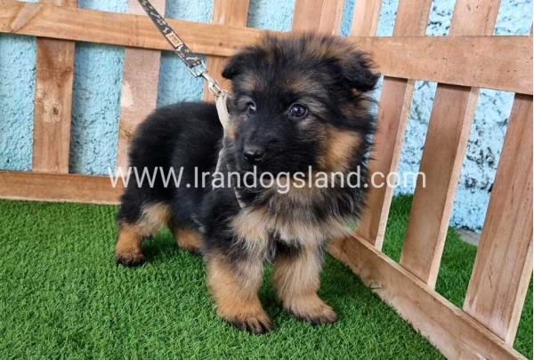 ---german-shepherd-79_7