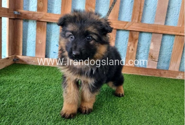 ---german-shepherd-79_8