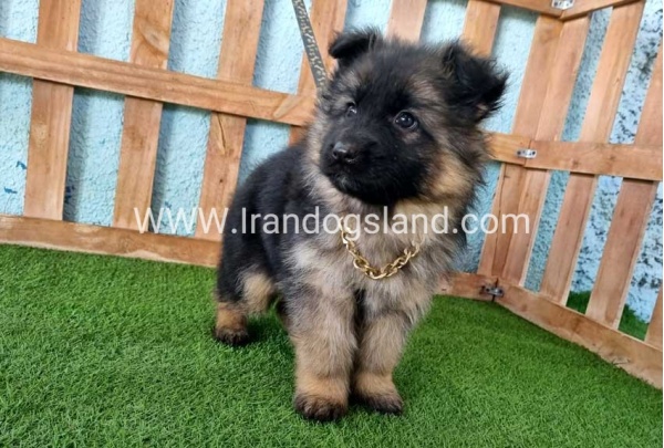 ---german-shepherd-80_10