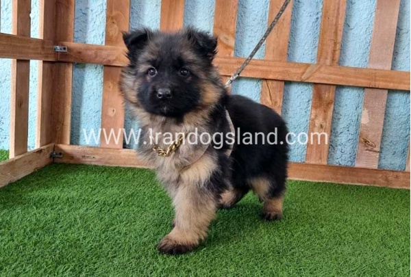 ---german-shepherd-80_11