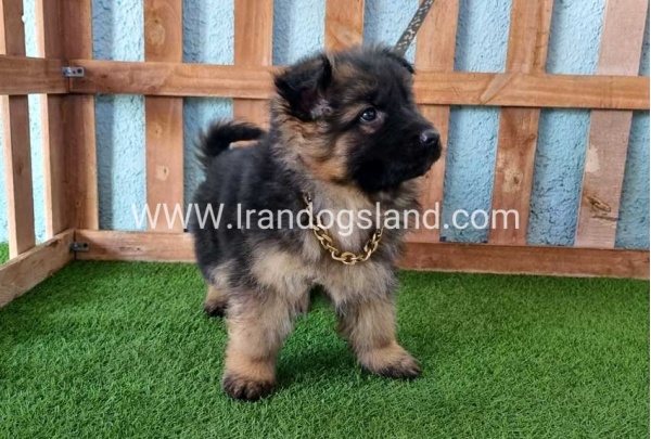 ---german-shepherd-80_12