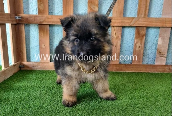 ---german-shepherd-80_13