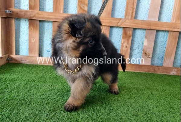 ---german-shepherd-80_2