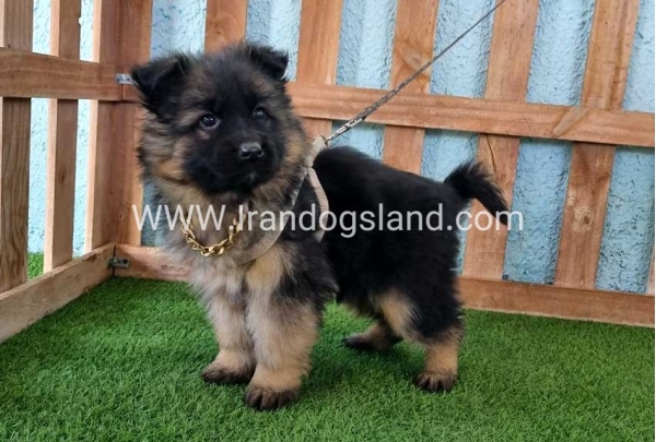 ---german-shepherd-80_4
