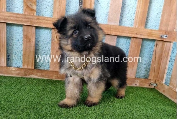 ---german-shepherd-80_6