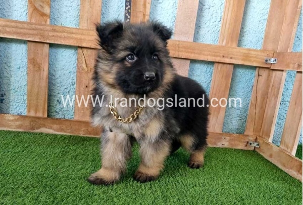 ---german-shepherd-80_7