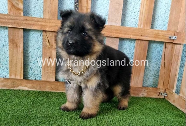 ---german-shepherd-80_9