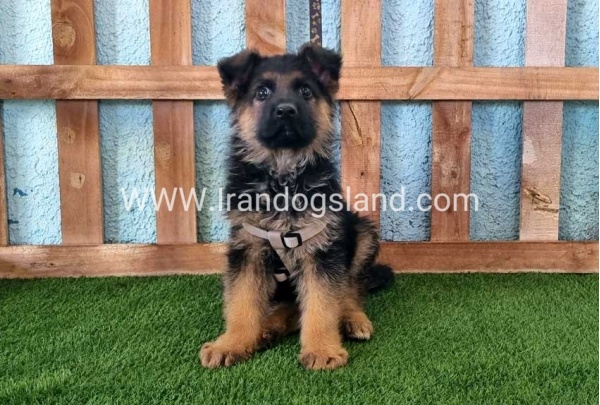 ---german-shepherd-81_1