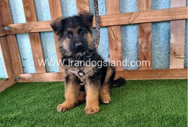 ---german-shepherd-81_10