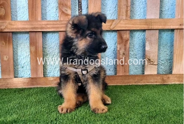 ---german-shepherd-81_11