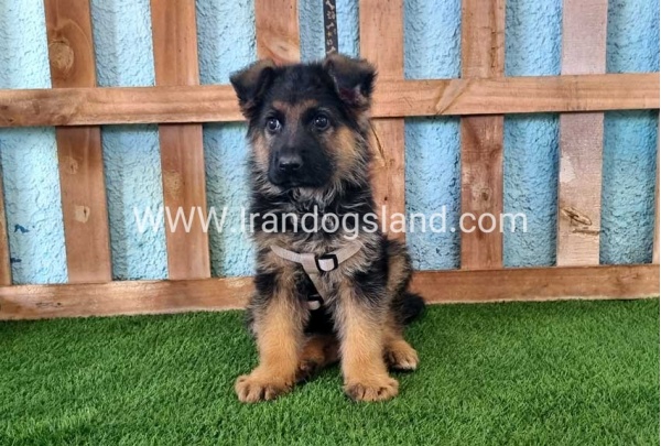 ---german-shepherd-81_12