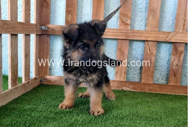 ---german-shepherd-81_2