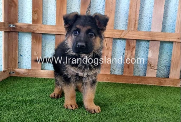 ---german-shepherd-81_3