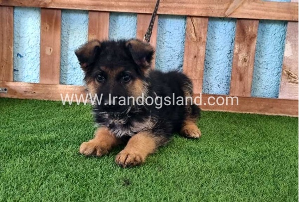 ---german-shepherd-81_4