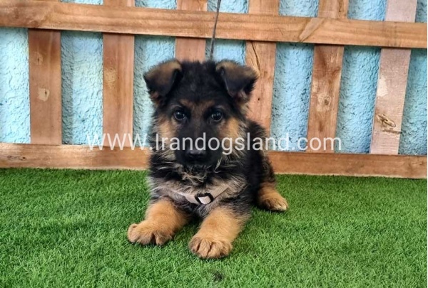 ---german-shepherd-81_5