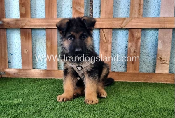 ---german-shepherd-81_6