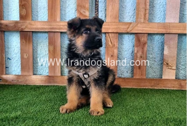 ---german-shepherd-81_7