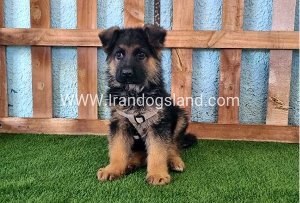 ---german-shepherd-81_8