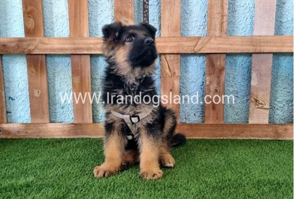 ---german-shepherd-81_9